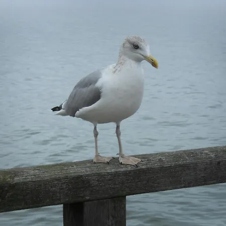 公寓 Meeresrauschen 格拉尔-米里茨