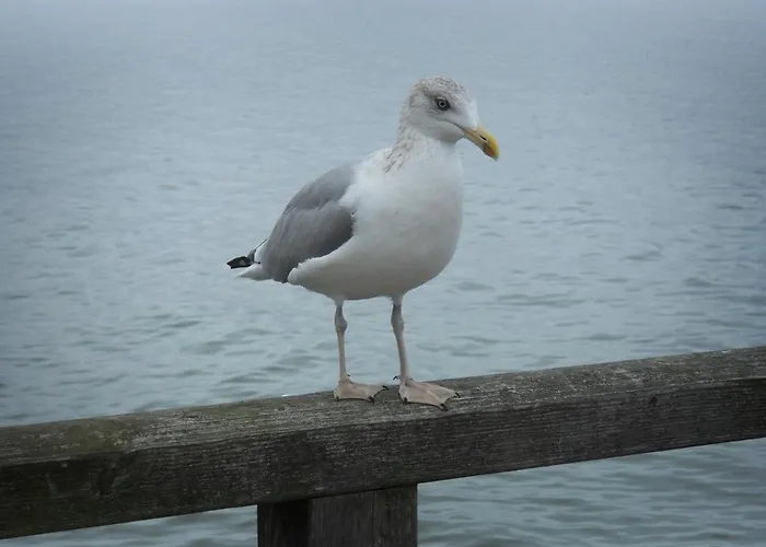 公寓 Meeresrauschen 格拉尔-米里茨